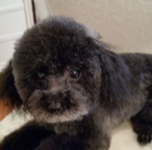 Meet your Posher, Barbara